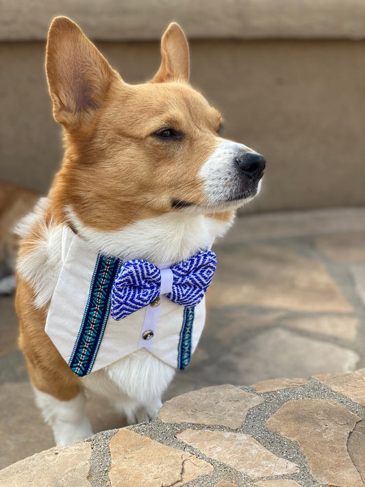 Dapper Paws Tuxedo