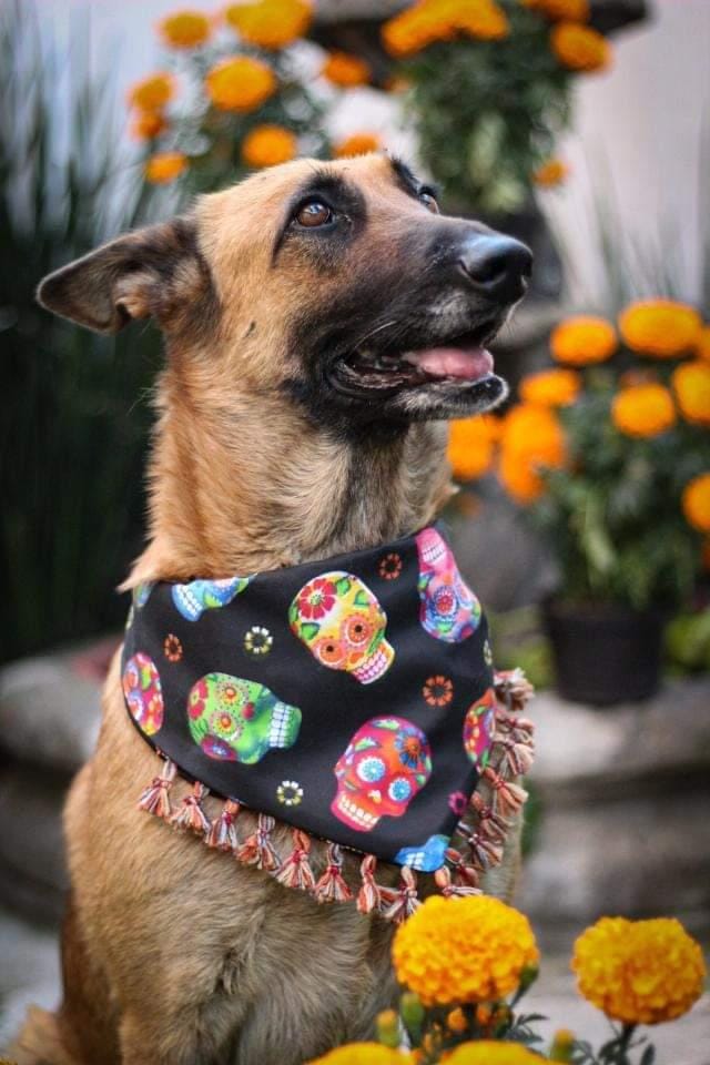 Dia De Los Paws Bandana