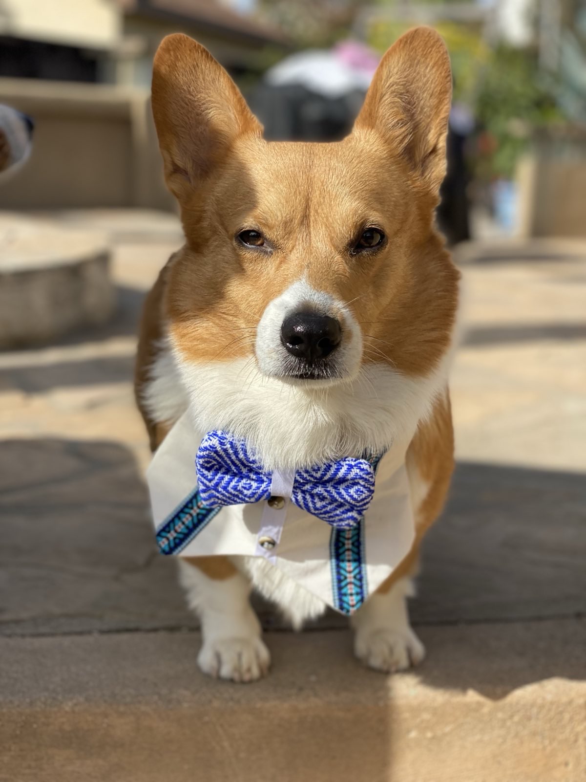 Dapper Paws Tuxedo