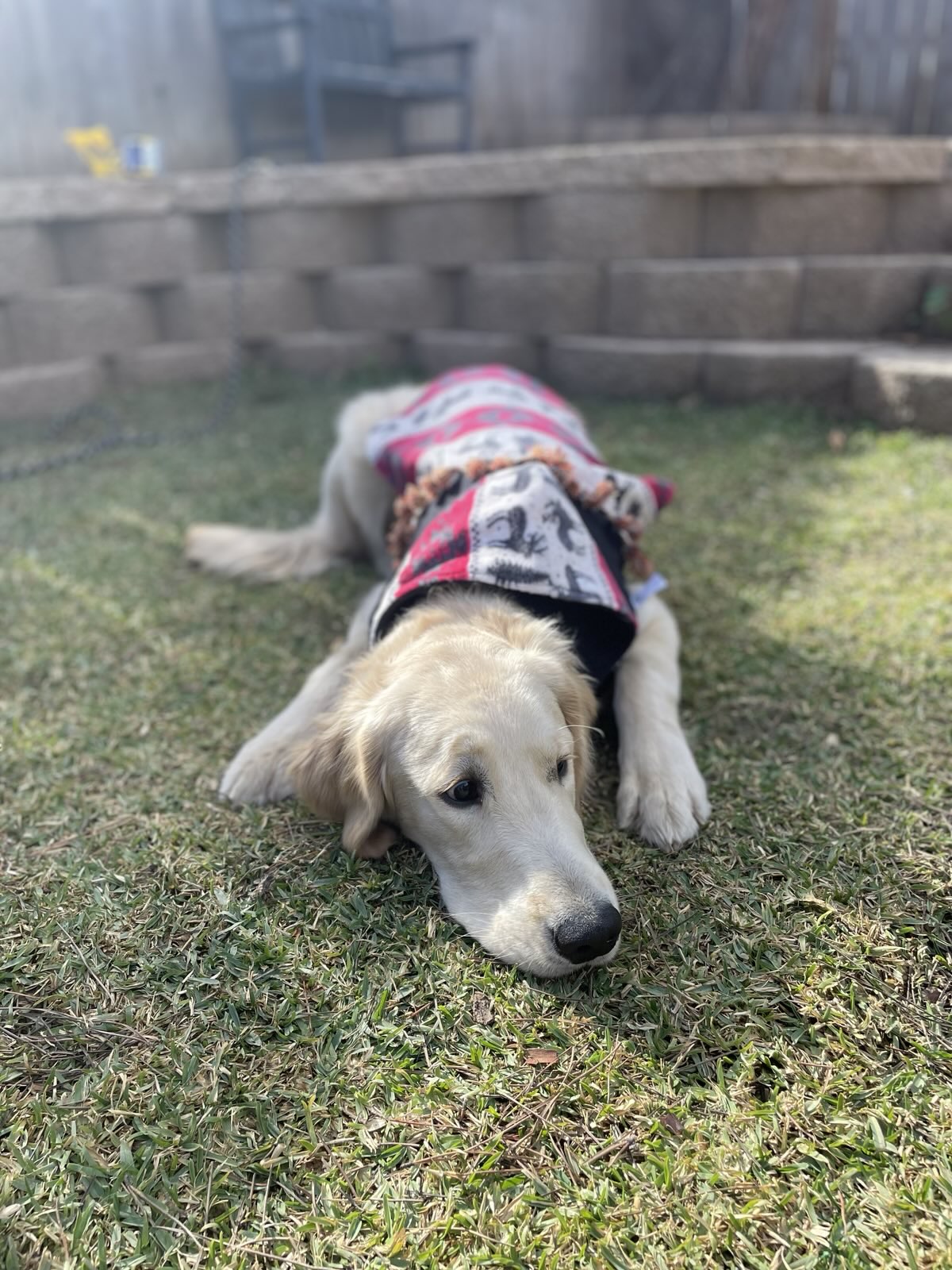 Cozy Reindeer Jacket