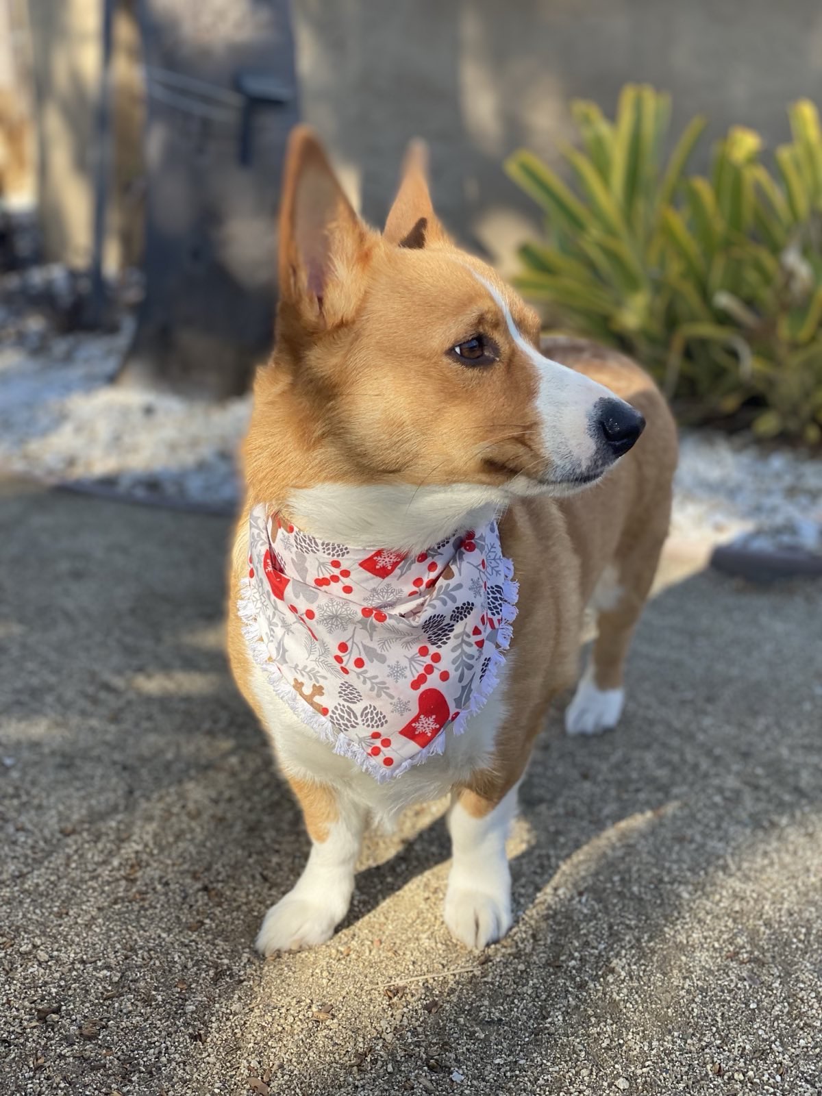 Frosty Cheer Bandana