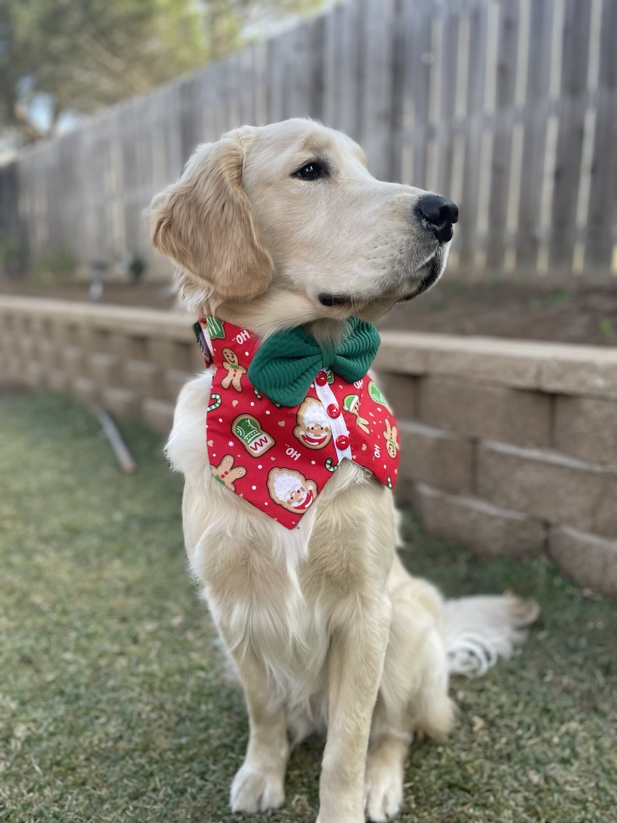 Festive Gingerbread Bowtie