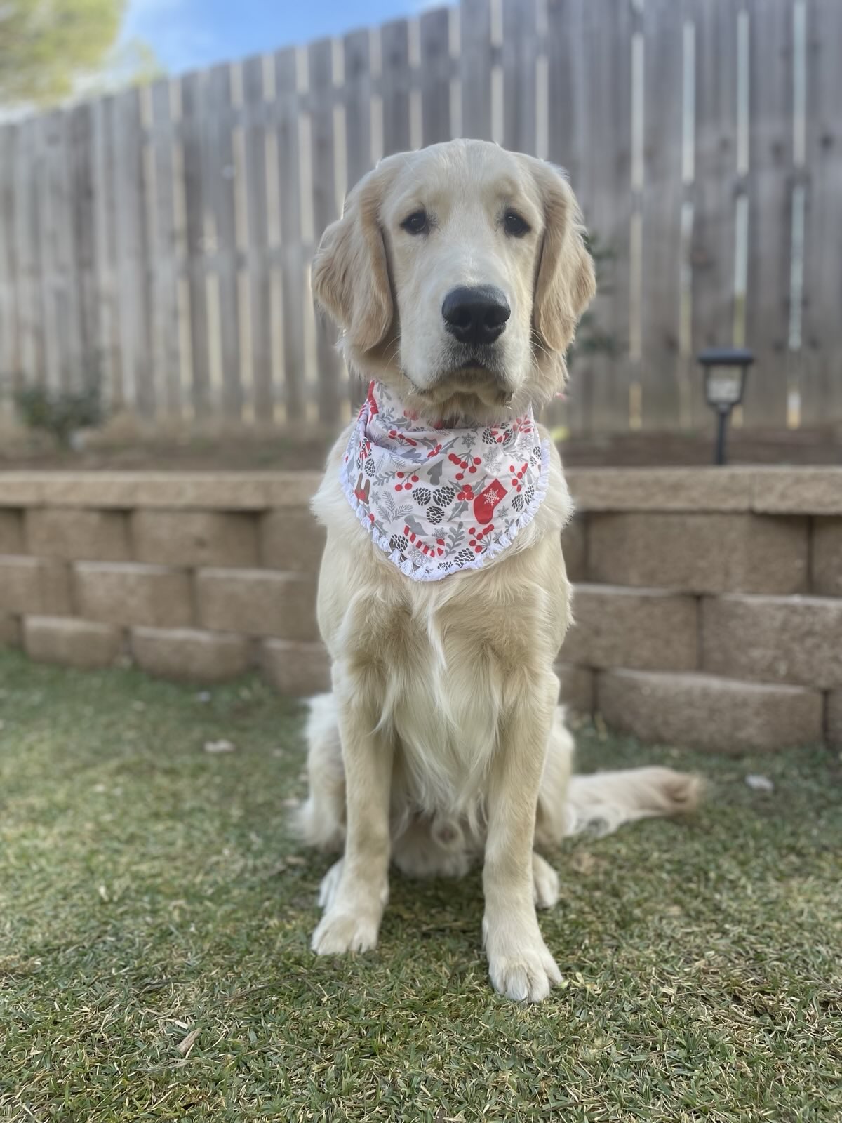 Frosty Cheer Bandana